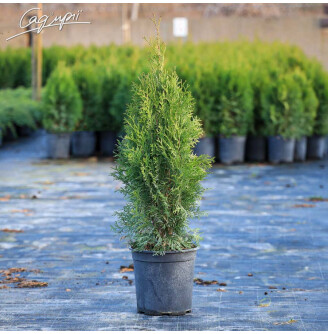 Туя западная 'Smaragd'