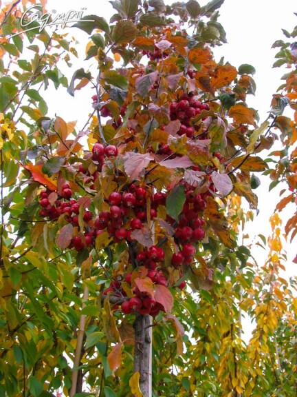Яблуня 'Red Obelisk'® - 3