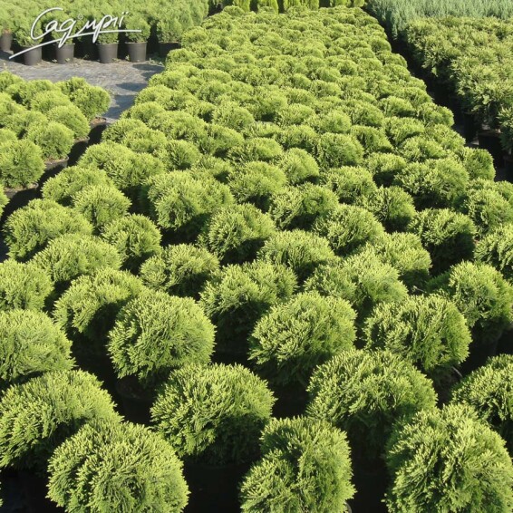 Туя западная 'Danica' - 10