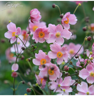 Анемона гібридна 'September Charm'