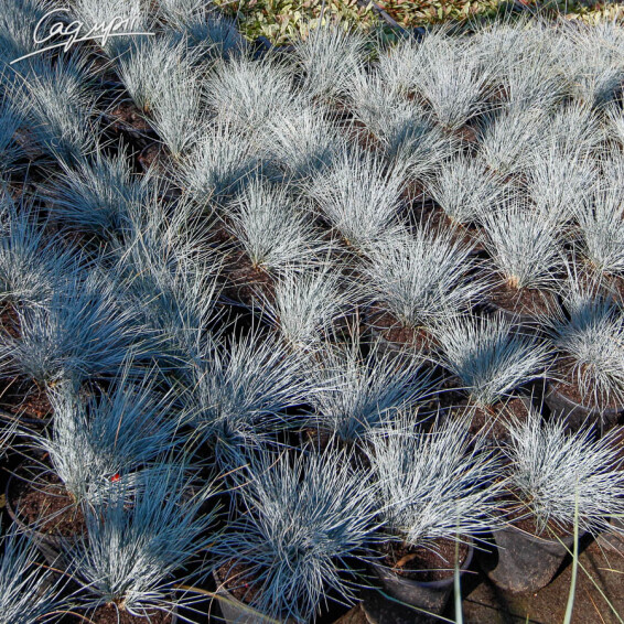 Костриця попеляста 'Blauglut', p9 - - 5 Костриця попеляста 'Blauglut', p9 - - 5