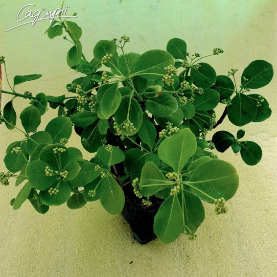 Бересклет форчуна 'Coloratus' - 1