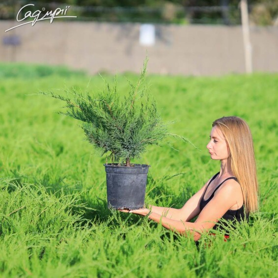 Можжевельник средний 'Mint Julep' - 1