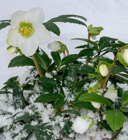 Чемерник чорний - 4