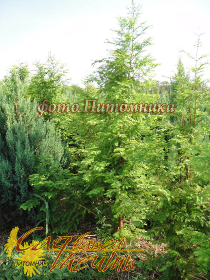 Метасеквойя глиптостробовидная - 1