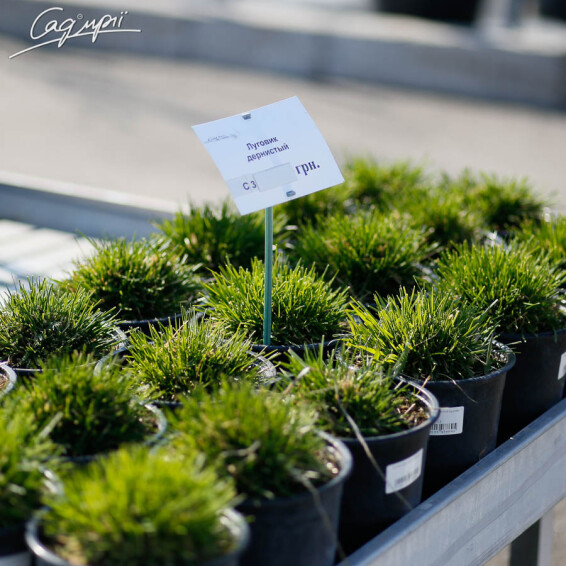 Луговик дернистый, C1 - - 5