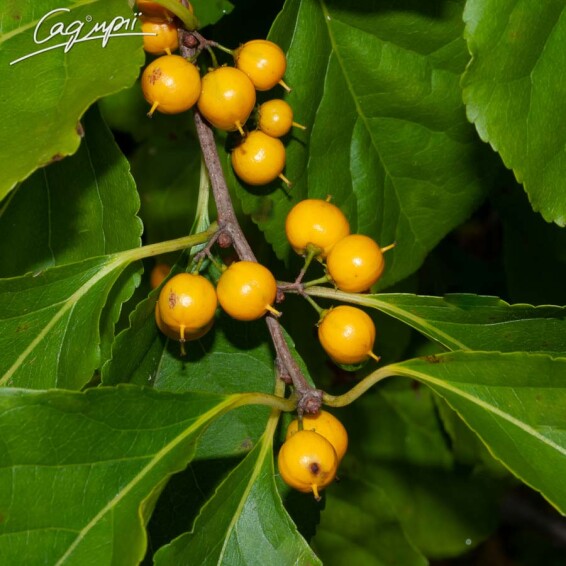 Целаструс круглолистий - 5