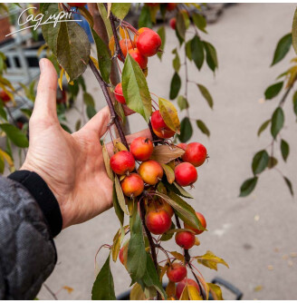 Яблуня плакуча