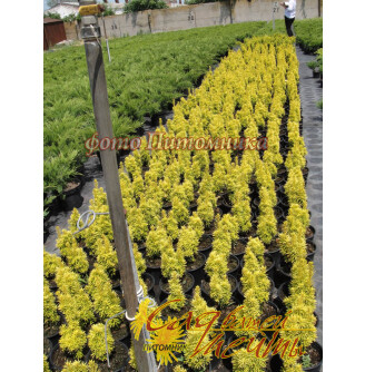 Тис ягідний 'David'