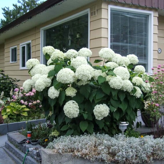 Гортензия древовидная 'Hills of Snow' - 3