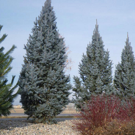 Ялина колюча 'Iseli Fastigiata' - 1