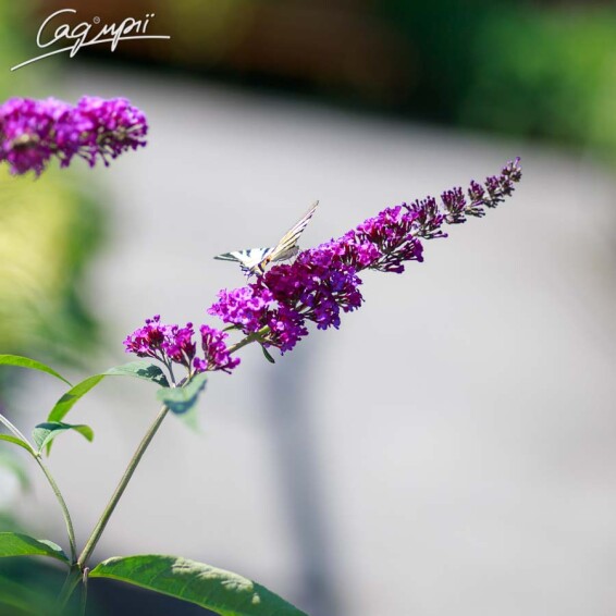 Буддлея Давида 'Royal Red' - 2