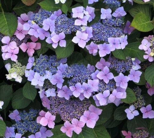 Знайомтесь: неперевершена гортензія “Mariesii Perfecta”