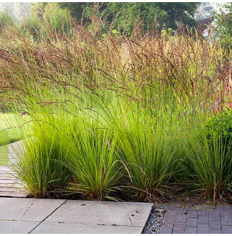 Молінія голуба 'Edith Dudszus'