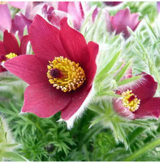 Простріл звичайний 'Red'