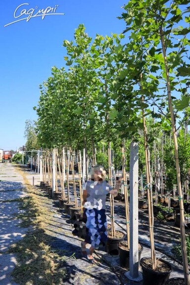 Платан кленолистный #15, С45 18--20 400+ St. 180-200 - 2