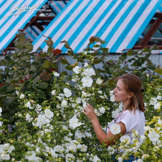 Гібіскус сірійський 'White Chiffon' #3, p9 40-60 - 3