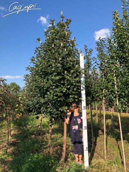 Горобина круглолиста 'Magnifica' - 3 Горобина круглолиста 'Magnifica' - 3