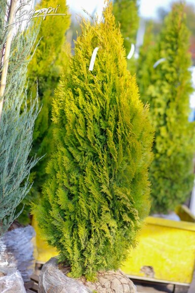 Туя восточная 'Elegantissima' - 3