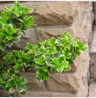 Бересклет форчуна 'Emerald Gaiety', штамбовая форма