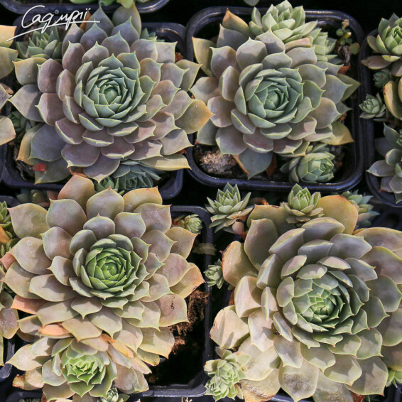 Молодило сизе - 5