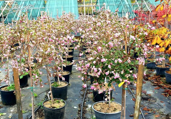 Снігоягідник Доренбоза 'Amethyst' - 3