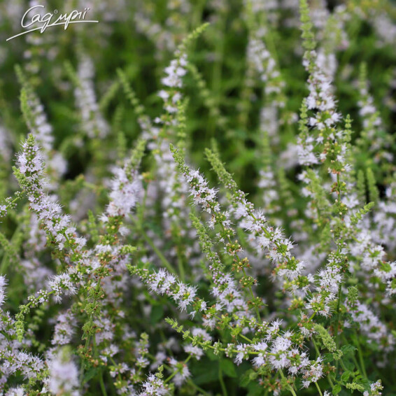 Мята перечная 'Strawberry' - 2 Мята перечная 'Strawberry' - 2
