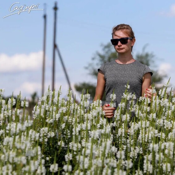 Фізостегія віргінська 'Alba' - 2 Фізостегія віргінська 'Alba' - 2