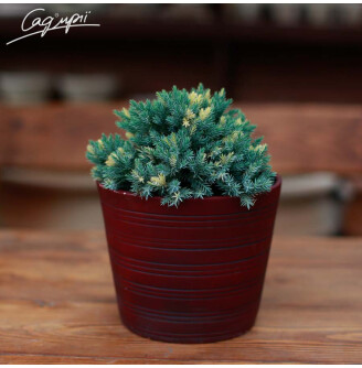 Можжевельник чешуйчатый 'Floreant'