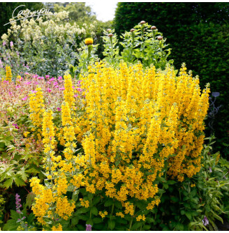 Вербозілля плямисте