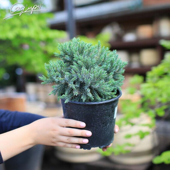 Ялівець лускатий 'Blue Star' - 1