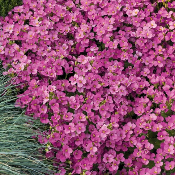 Арабис кавказский 'Little Treasure White' - 3 Арабис кавказский 'Little Treasure White' - 3