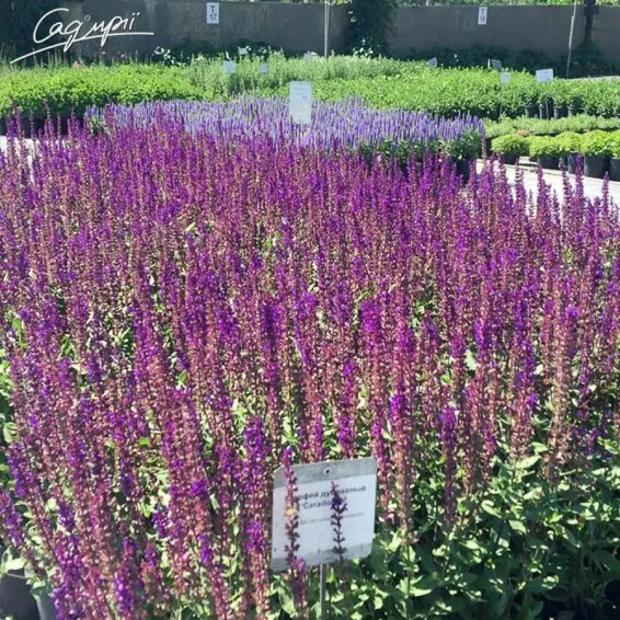 Шавлія лісова 'Caradonna Compact' ® PBR - 2