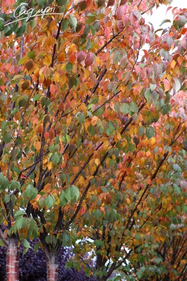 Слива Саржента 'Rancho' - 16