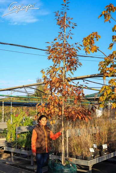 Дуб червоний #1, С45 10--12 350-400 St. 200 - 1 Дуб червоний #1, С45 10--12 350-400 St. 200 - 1