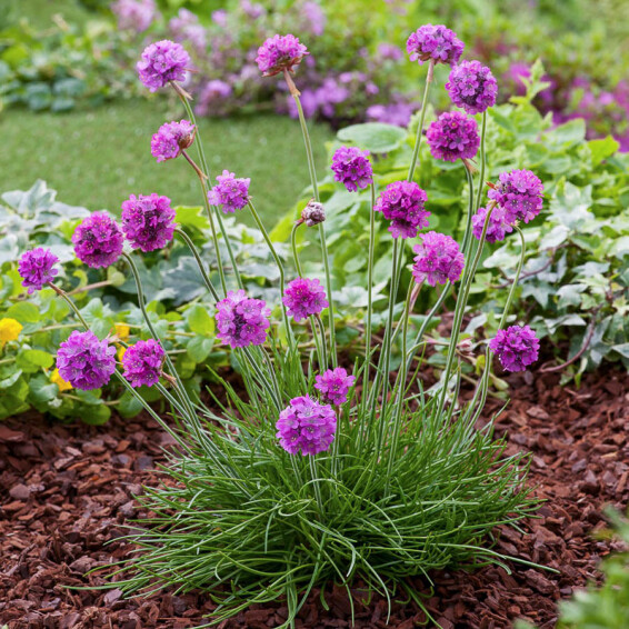 Армерія приморська 'Rubrifolia' - 6