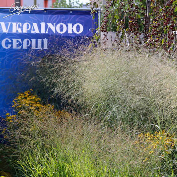 Просо вербовидне 'Heavy Metal' - 5 Просо вербовидне 'Heavy Metal' - 5