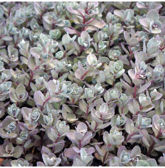 Очиток гібридний 'Bertram Anderson'