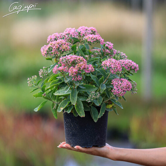 Очиток гібридний 'Herbstfreude', C2 - - 8