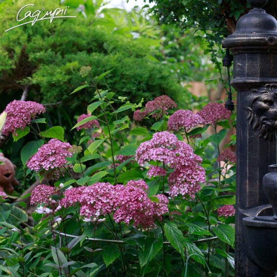 Гортензія деревовидна 'Pink Annabelle' - 1