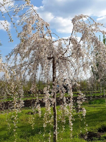 Вишня субхиртела 'Pendula' - 1