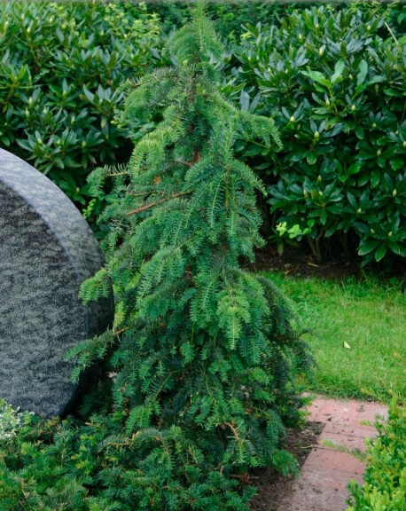 Тис ягодный 'Dovastoniana' - 2