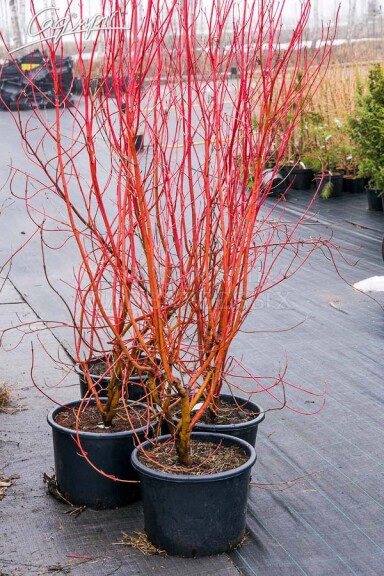 Свидина отпрысковая 'Cardinal' - 2