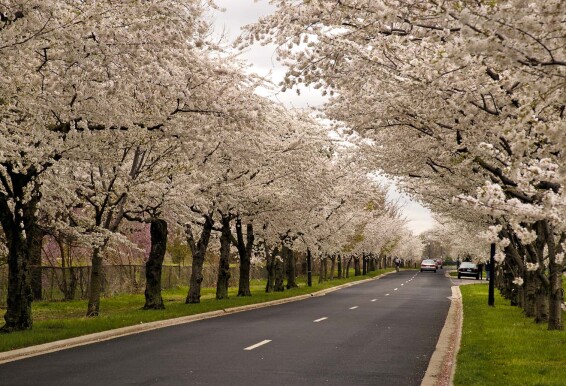 Сакура мелкопильчатая 'Taihaku' - 1 Сакура мелкопильчатая 'Taihaku' - 1