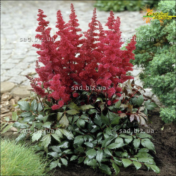 Астільба Арендса 'Etna' - 1 Астільба Арендса 'Etna' - 1