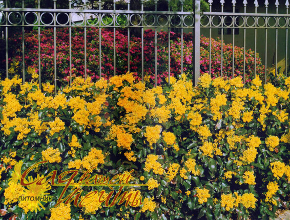 Магония падуболистная 'Aquifolium' - 1