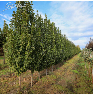 Граб звичайний 'Lucas'