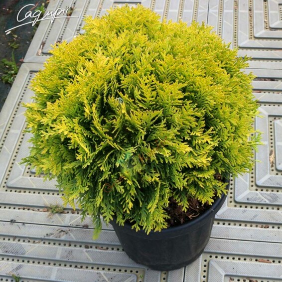 Туя західна 'Mirjam'® - 2 Туя західна 'Mirjam'® - 2