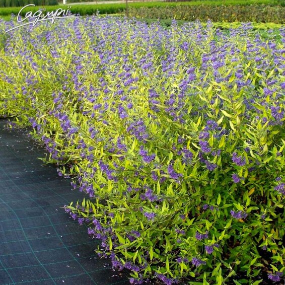 Каріоптеріс кландонський 'Worcester Gold' - 1