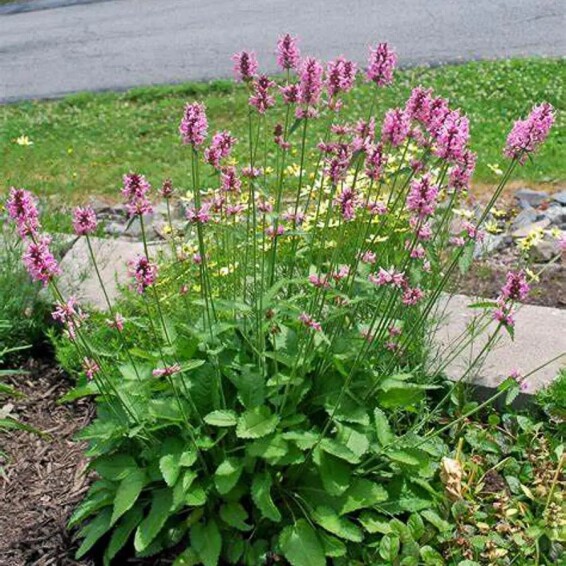 Чистець лікарський 'Pinky' #1, С1.5 - - 3